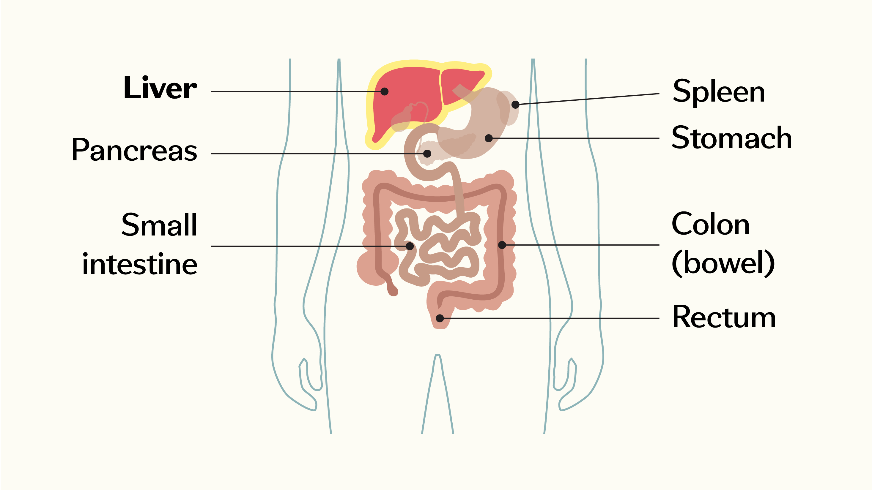 Diagram showing the position of the liver within the human body.