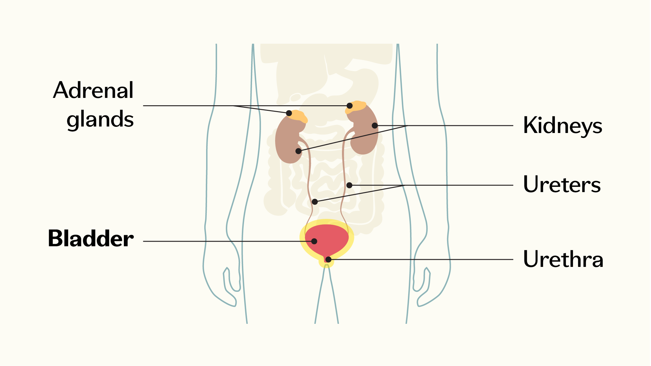 Diagram of the urinary system highlighting the kidneys, ureters, bladder, urethra, and adrenal glands.