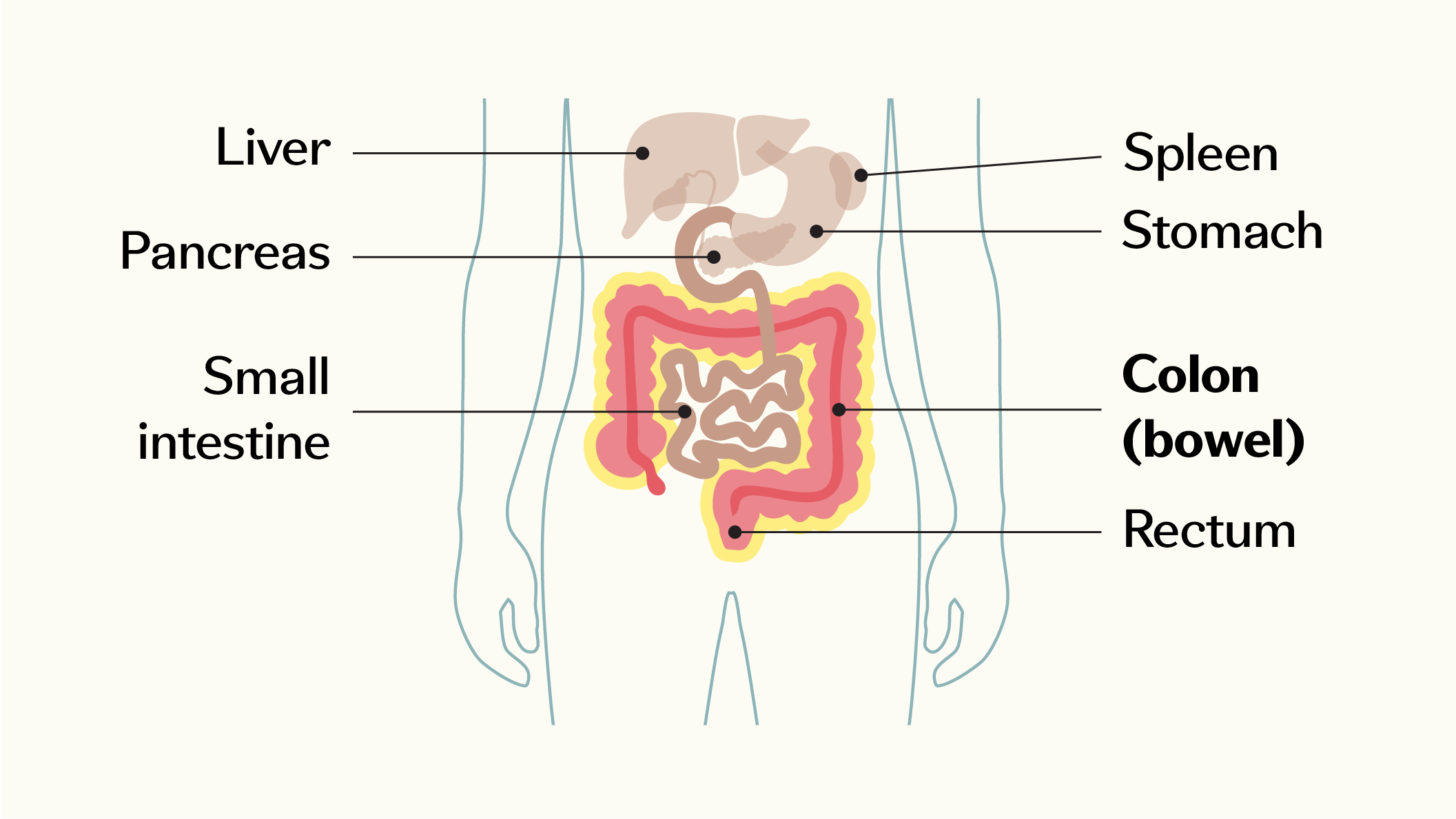 Diagram of the digestive system showing liver, stomach, pancreas, spleen, small intestine, colon (bowel), and rectum.