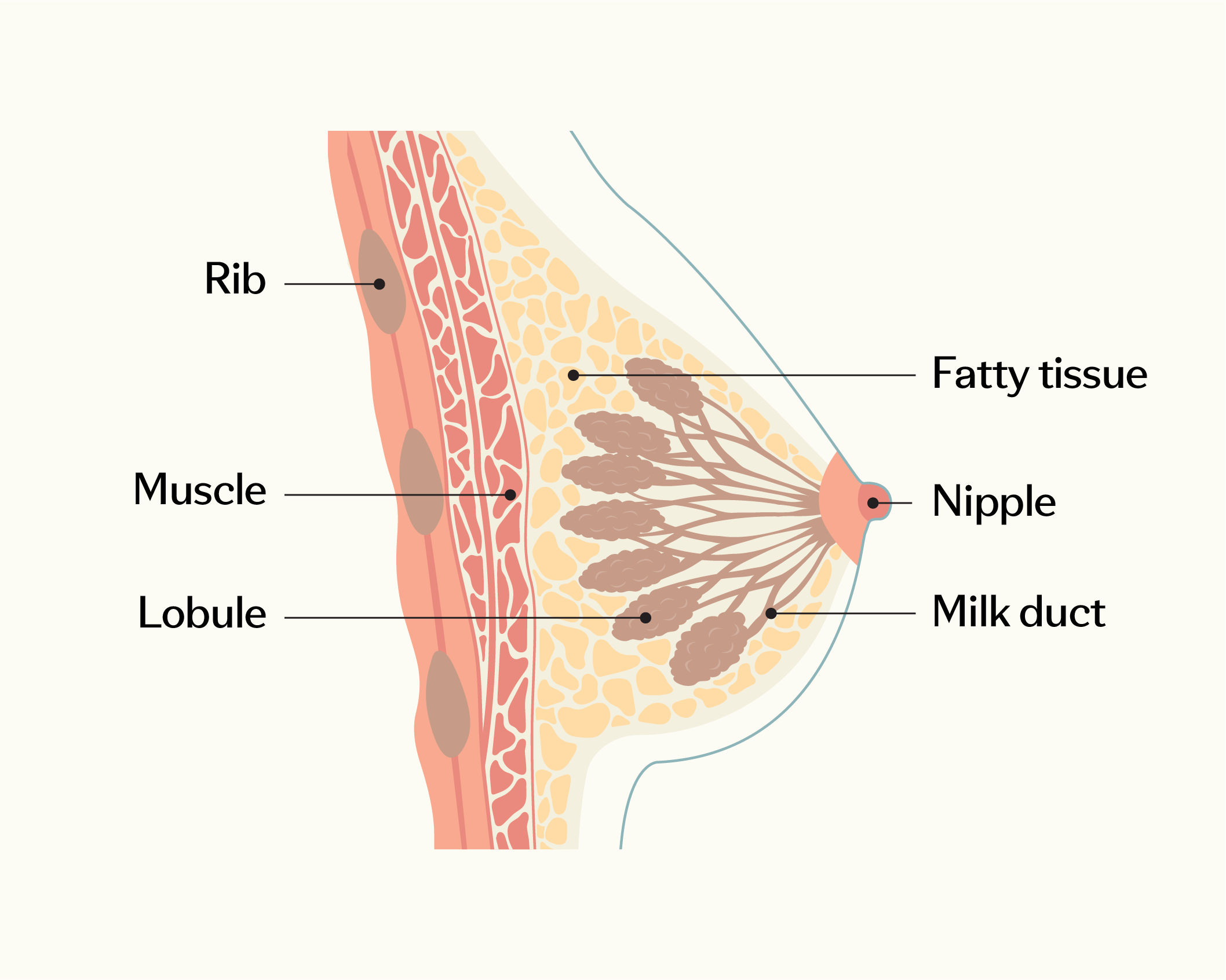 Cross-section of a human breast showing rib, muscle, fatty tissue, nipple, milk ducts, and lobules.