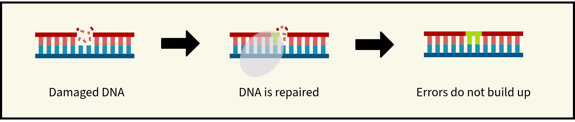 Illustration showing DNA repair. Damaged DNA is repaired, and errors do not build up