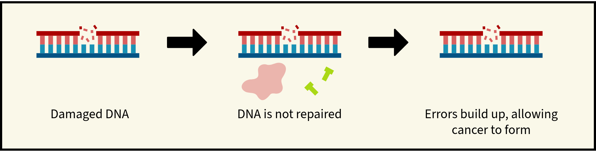 Illustration showing DNA repair. Damaged DNA is repaired, and errors do not build up