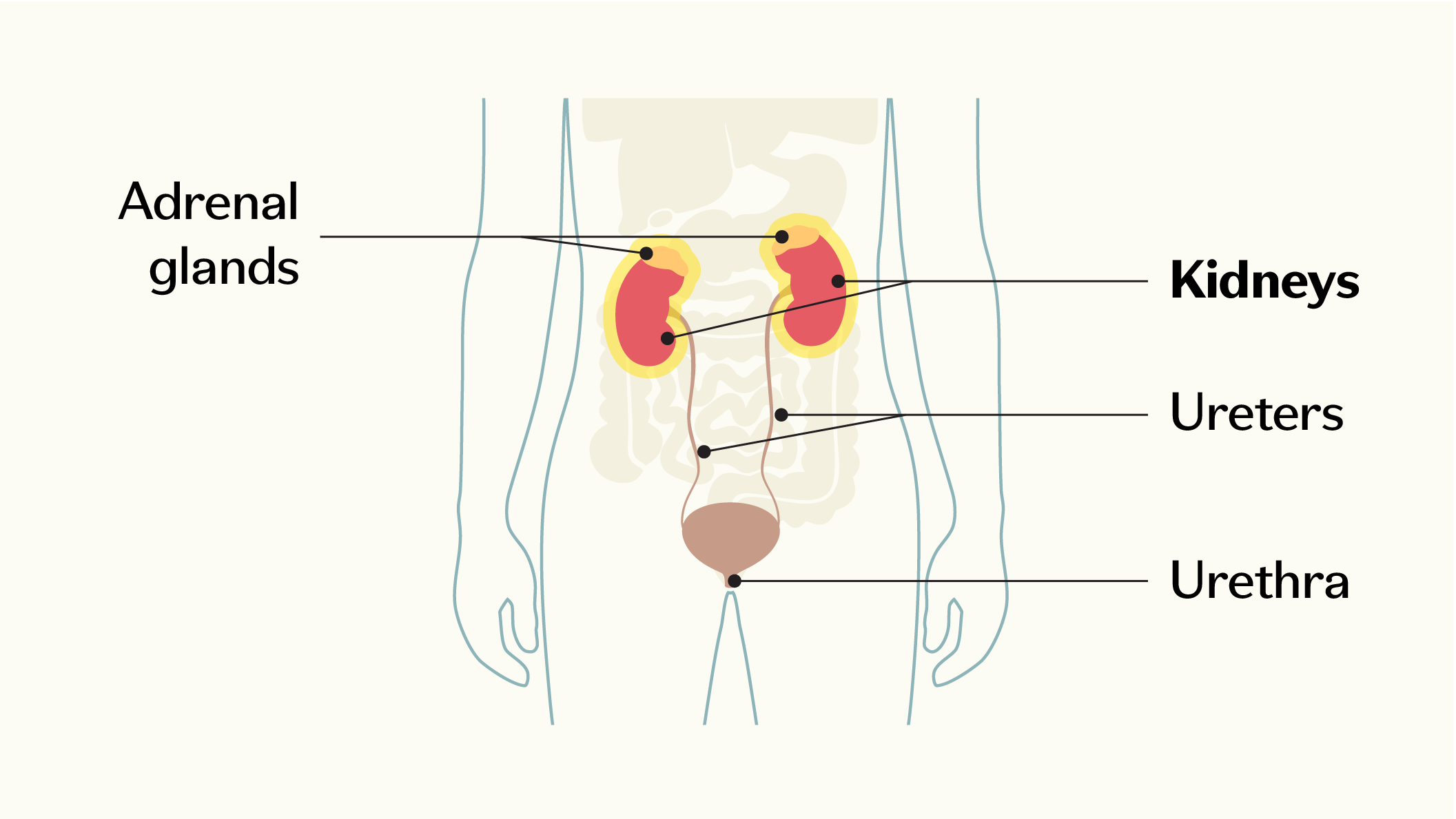 Diagram of the urinary system highlighting the adrenal glands, kidneys, ureters, bladder, and urethra, with emphasis on the kidneys and adrenal glands.