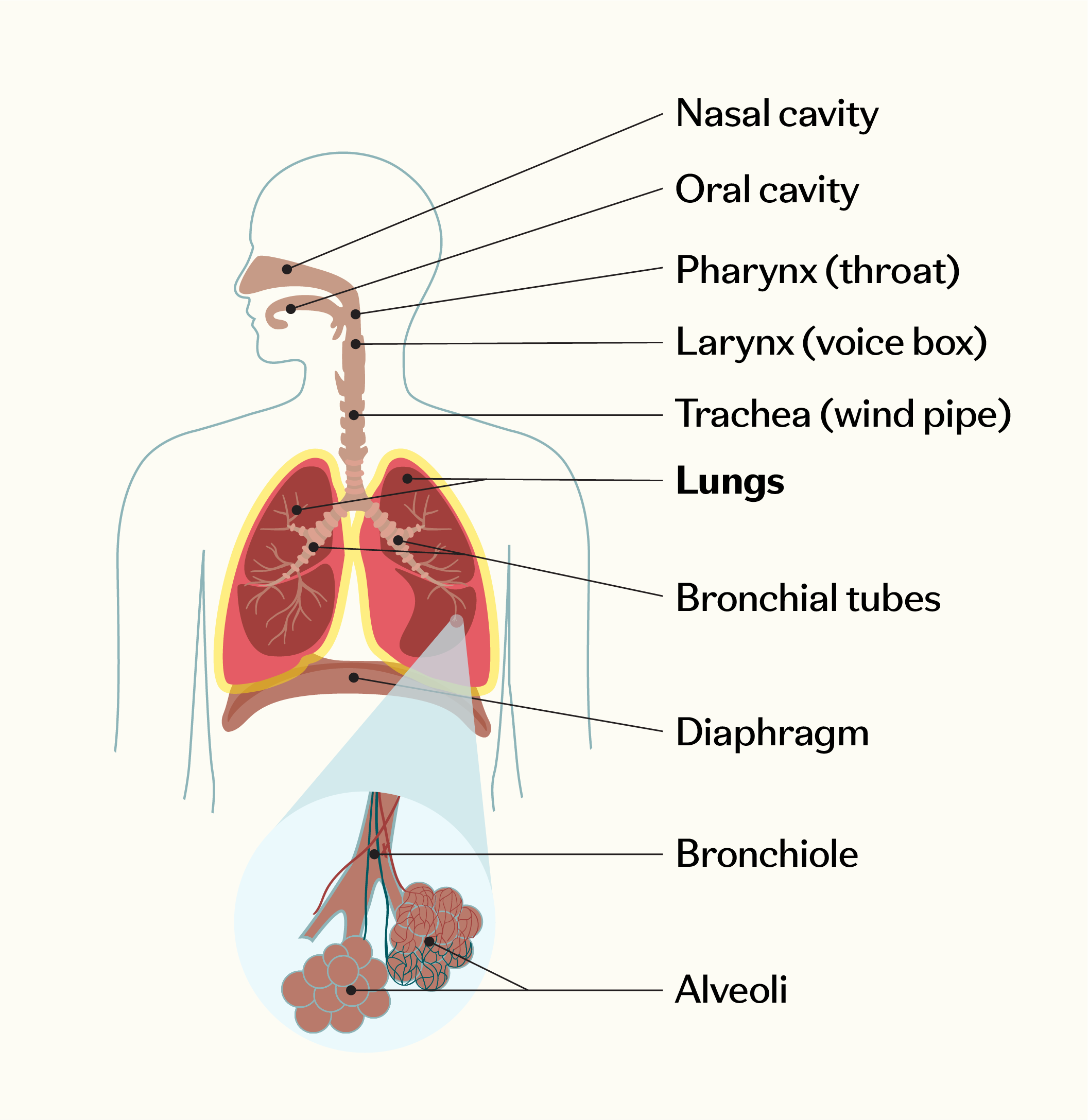 Diagram of the respiratory system including the nasal and oral cavities, pharynx, larynx, trachea, lungs, bronchial tubes, diaphragm, bronchioles, and alveoli.