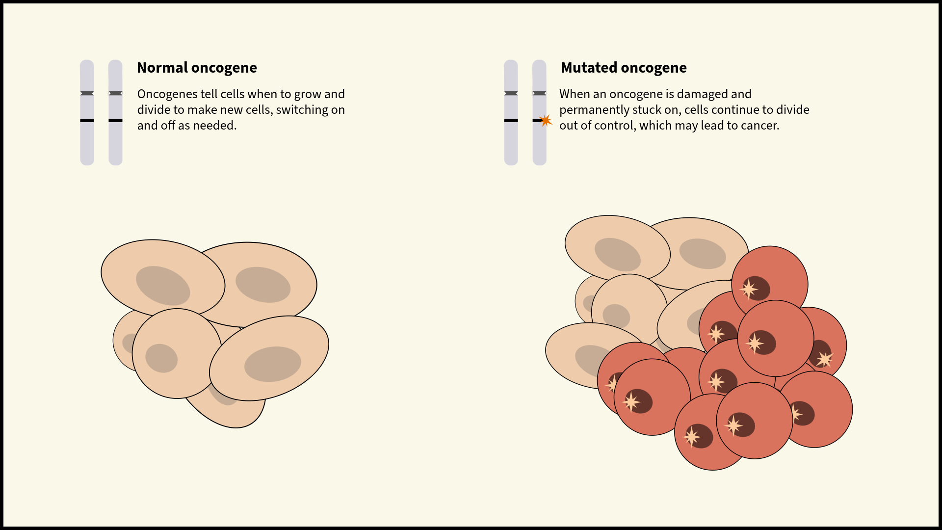 Comparison of a normal oncogene and a mutated oncogene. Normal oncogenes tell cells when to grow and divide to make new cells, switching on and off as needed. When an oncogene is damaged and becomes permanently switched on, cells continue to divide out of control, which may lead to cancer.