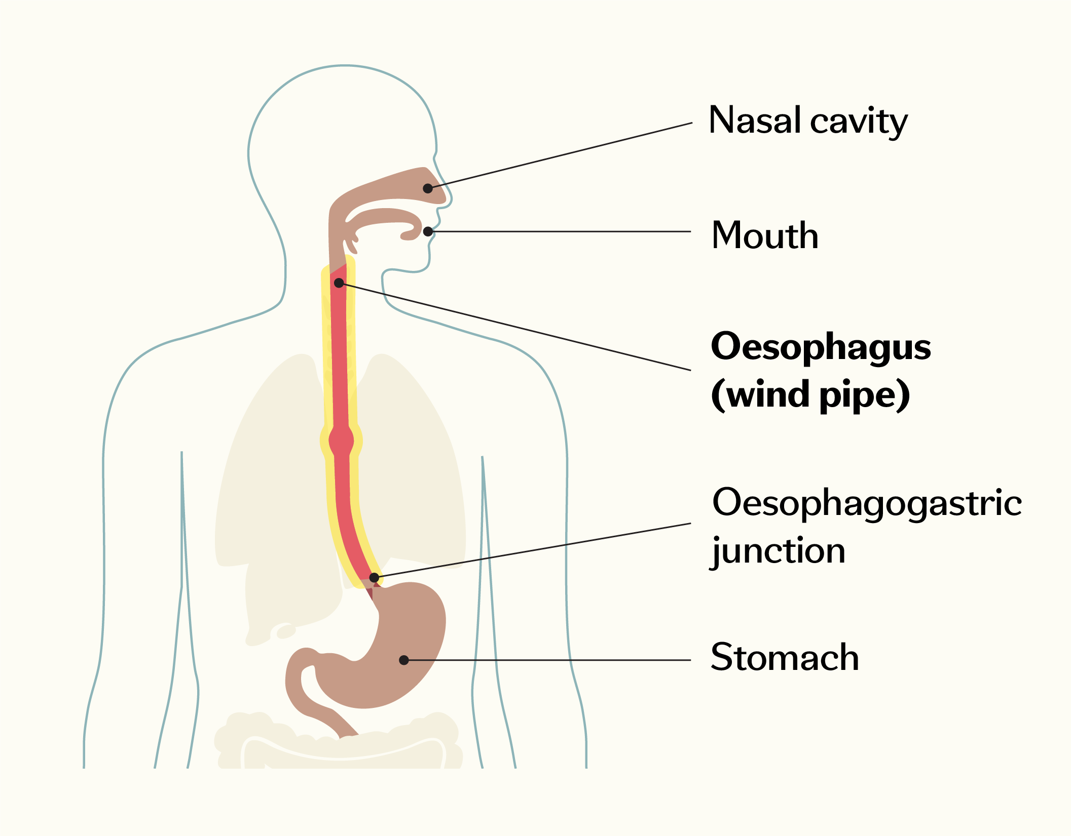 Diagram of the upper digestive tract showing the nasal cavity, mouth, oesophagus (windpipe), oesophagogastric junction, and stomach.