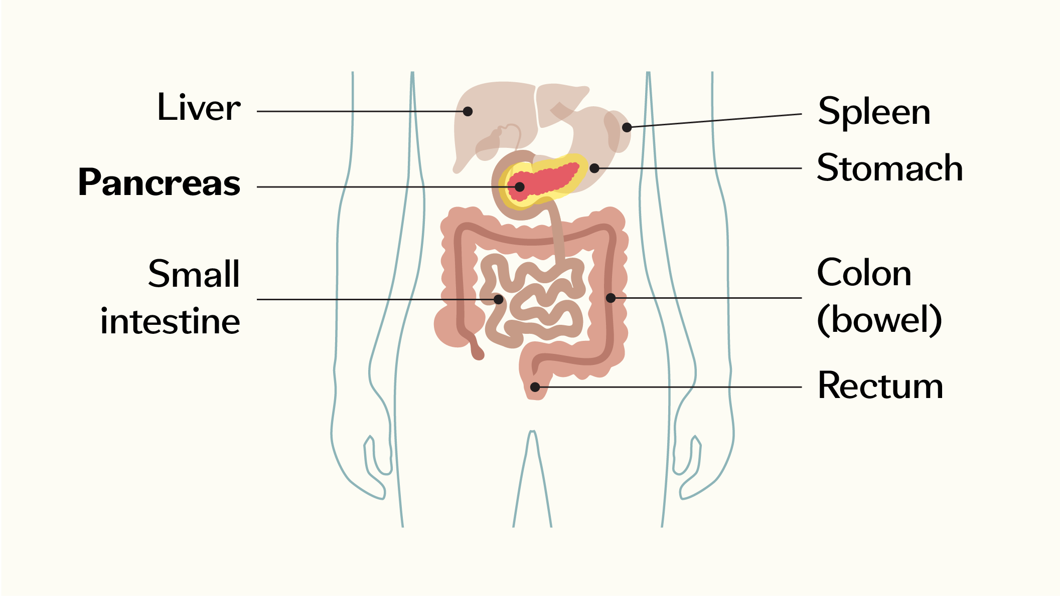Diagram highlighting the pancreas in relation to nearby organs including the liver, spleen, stomach, small intestine, colon, and rectum.