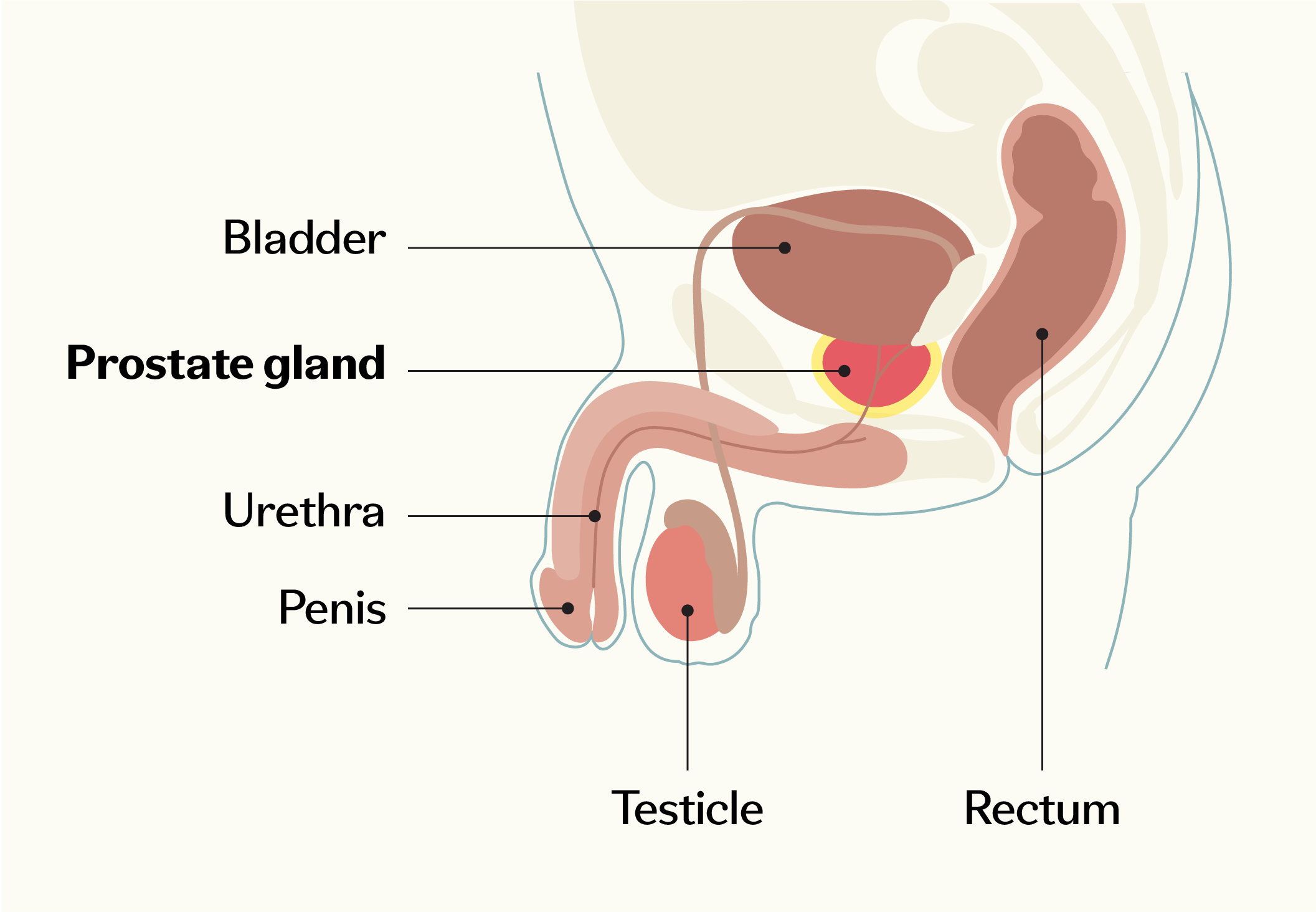  Diagram of the male reproductive and urinary system showing the bladder, prostate gland, urethra, penis, testicle, and rectum.