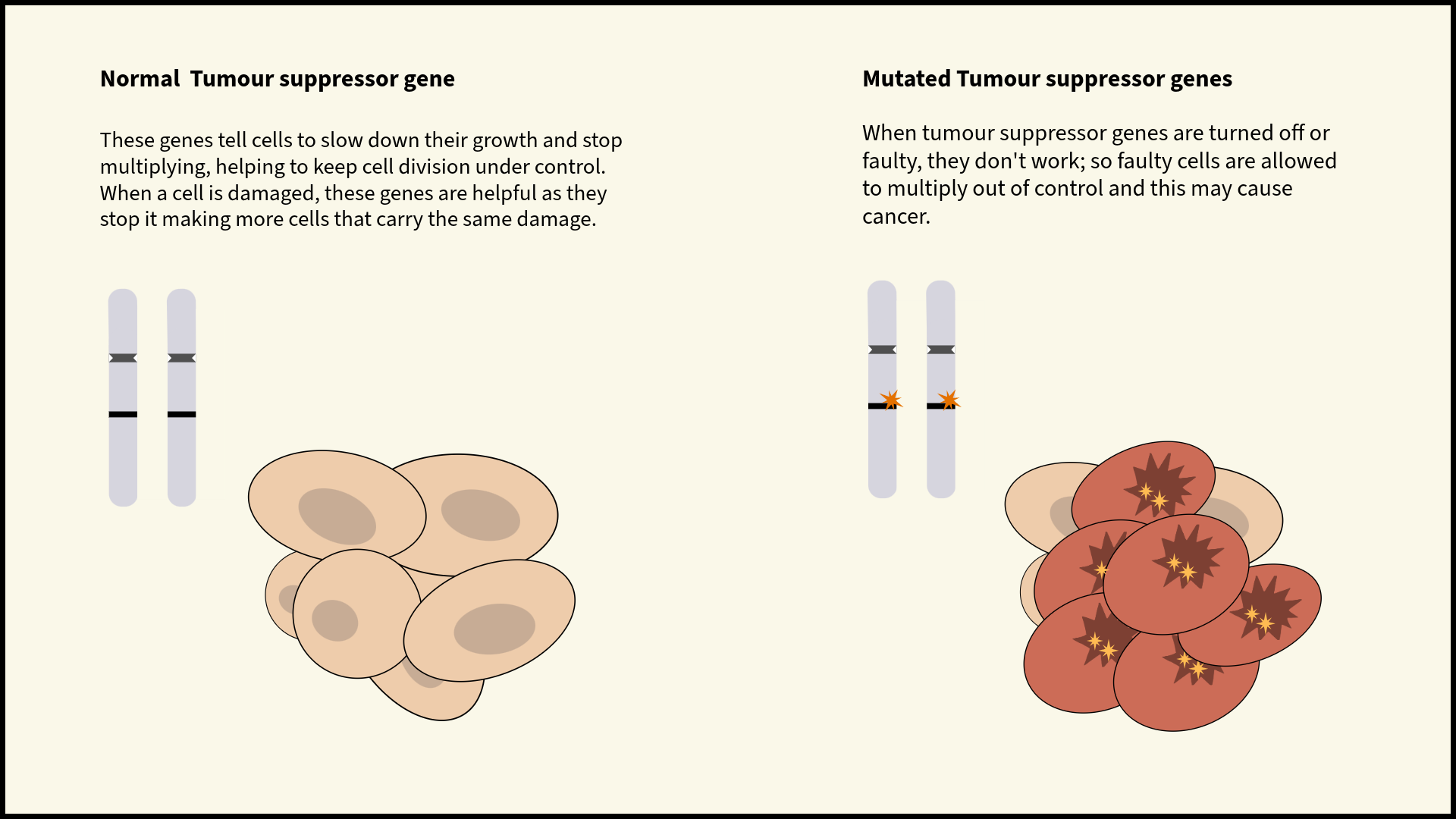 Illustration comparing normal tumour suppressor genes and mutated tumour suppressor genes. Normal tumour suppressor genes tell cells to slow down their growth and stop multiplying, helping to keep cell division under control. When a cell is damaged, these genes are helpful as they stop it making more cells that carry the same damage. When tumour suppressor genes are turned off or faulty, they don't work; so faulty cells are allowed to multiply out of control and this may cause cancer.