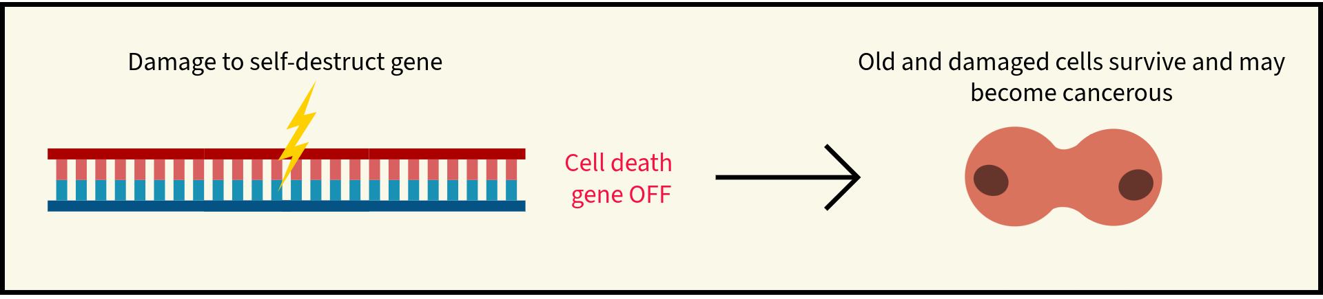 Illustration showing an undamaged self-destruct gene. The cell death gene is ON, and therefore old and damaged cells die.