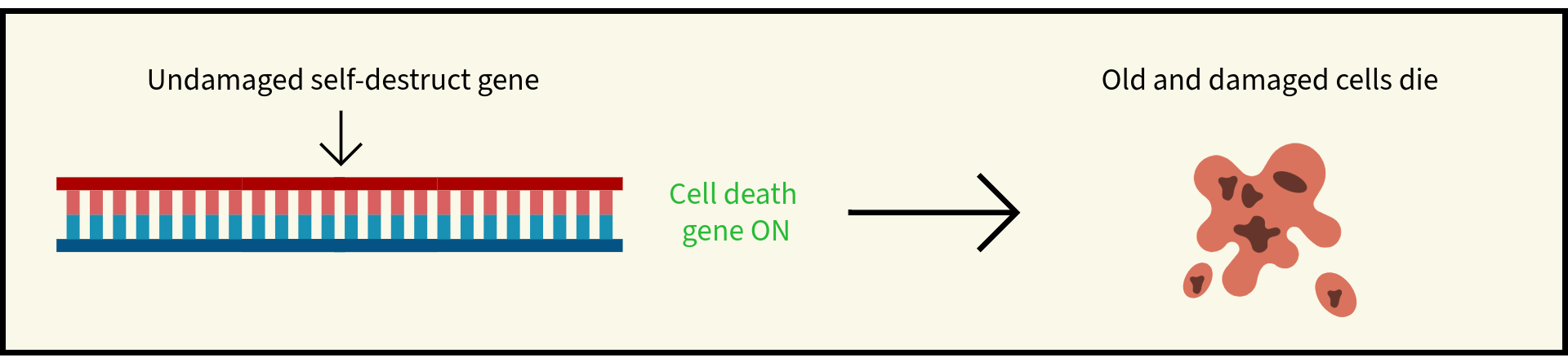 Illustration showing an undamaged self-destruct gene. The cell death gene is ON, and therefore old and damaged cells die.